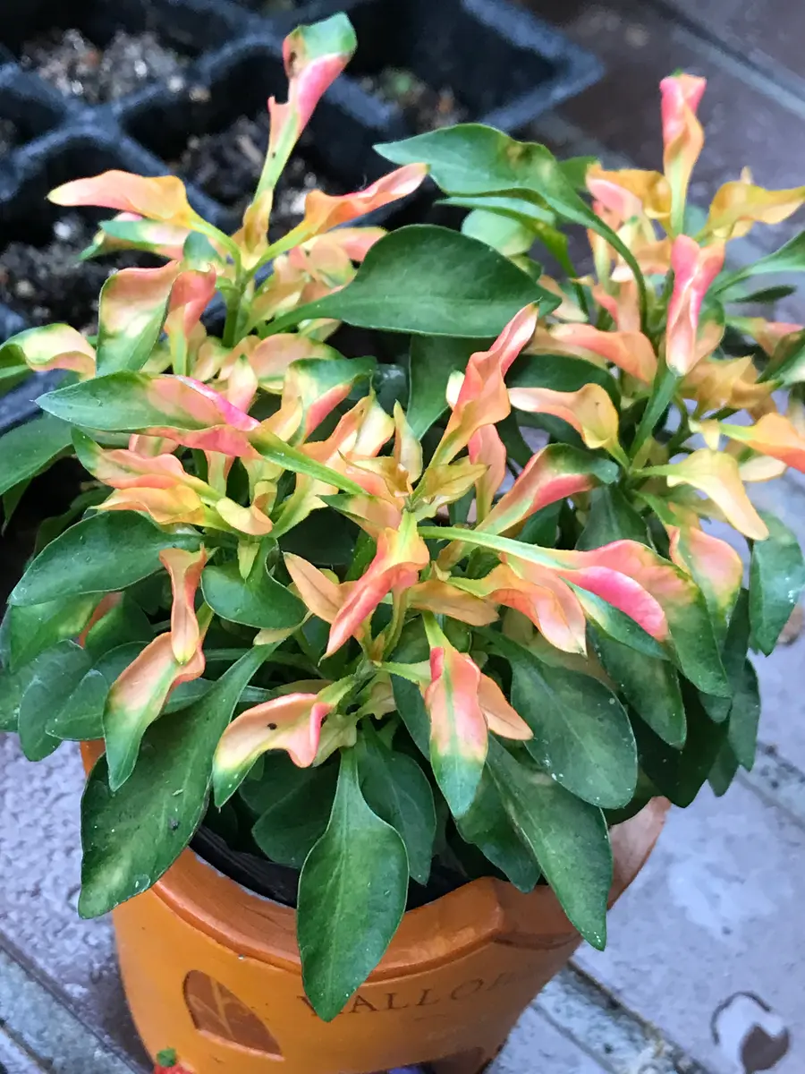 アキランサス「庭に咲く草花達」のアルバム-みんなの趣味の園芸2053007