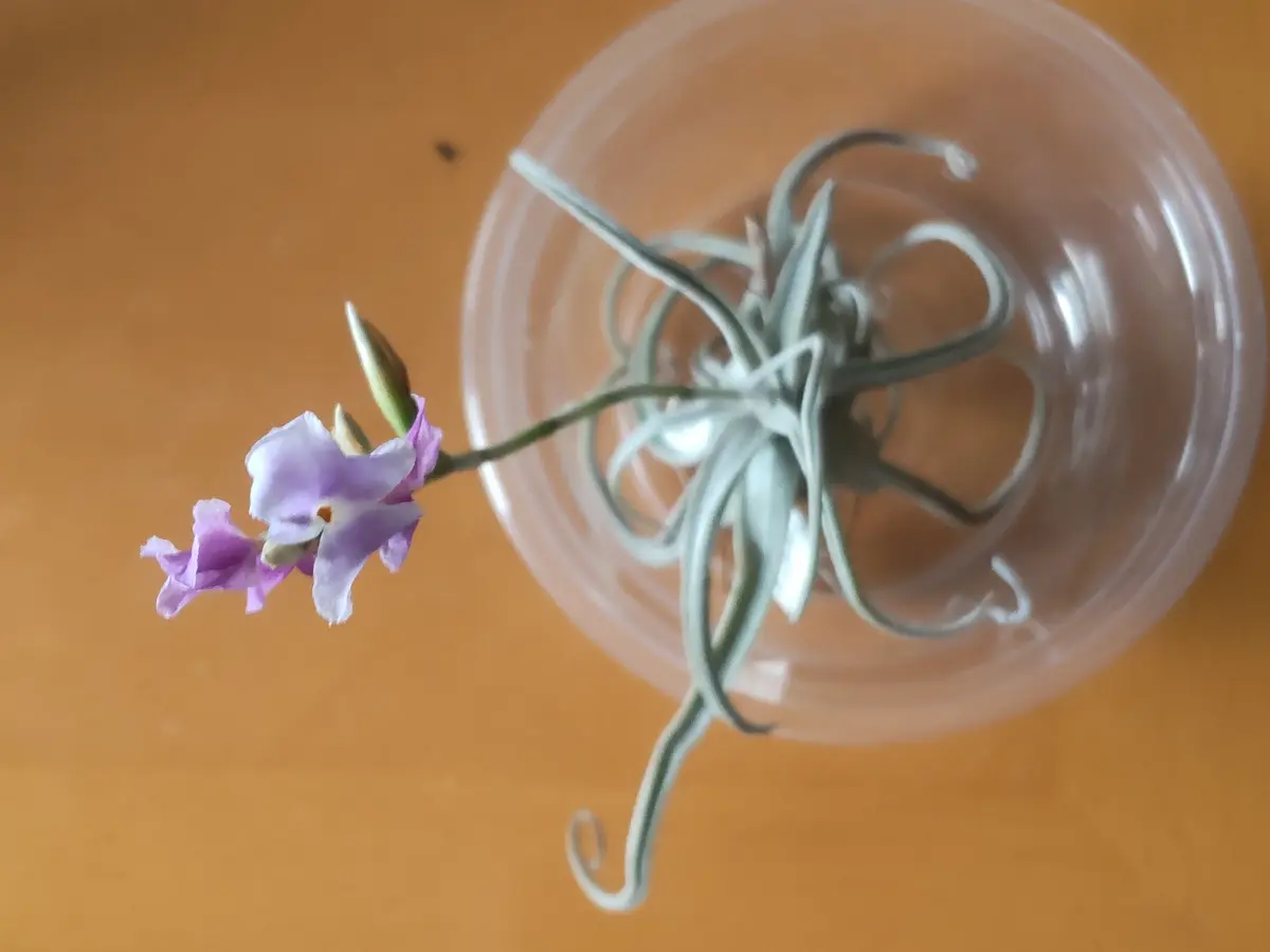 ストレプトカルパ今年はイマイチ成績が「チランジア」のアルバム