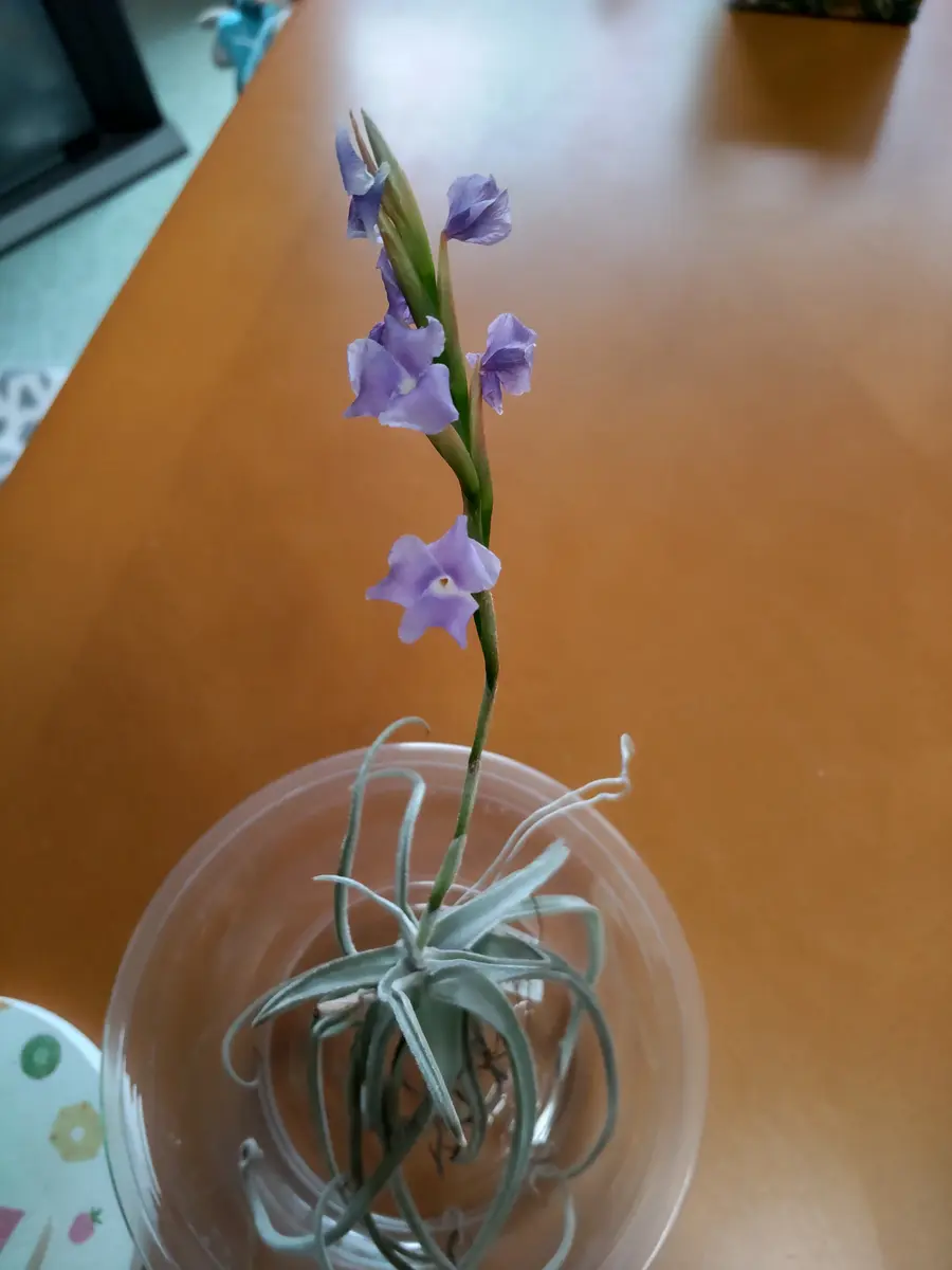 ストレプトカルパ二番花、咲いた。「チランジア」のアルバム-みんなの