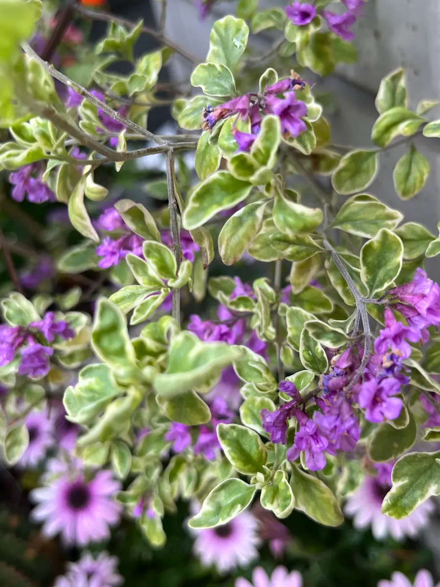 ミントブッシュ モンシェリー「2023年4月」のアルバム-みんなの趣味の