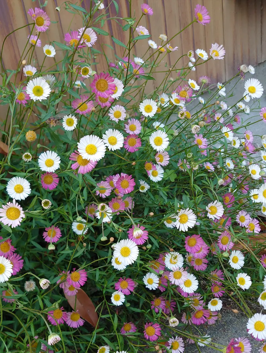 お嫁にいったペラペラヨメナの子孫です｡「初夏・夏の花達ち」の