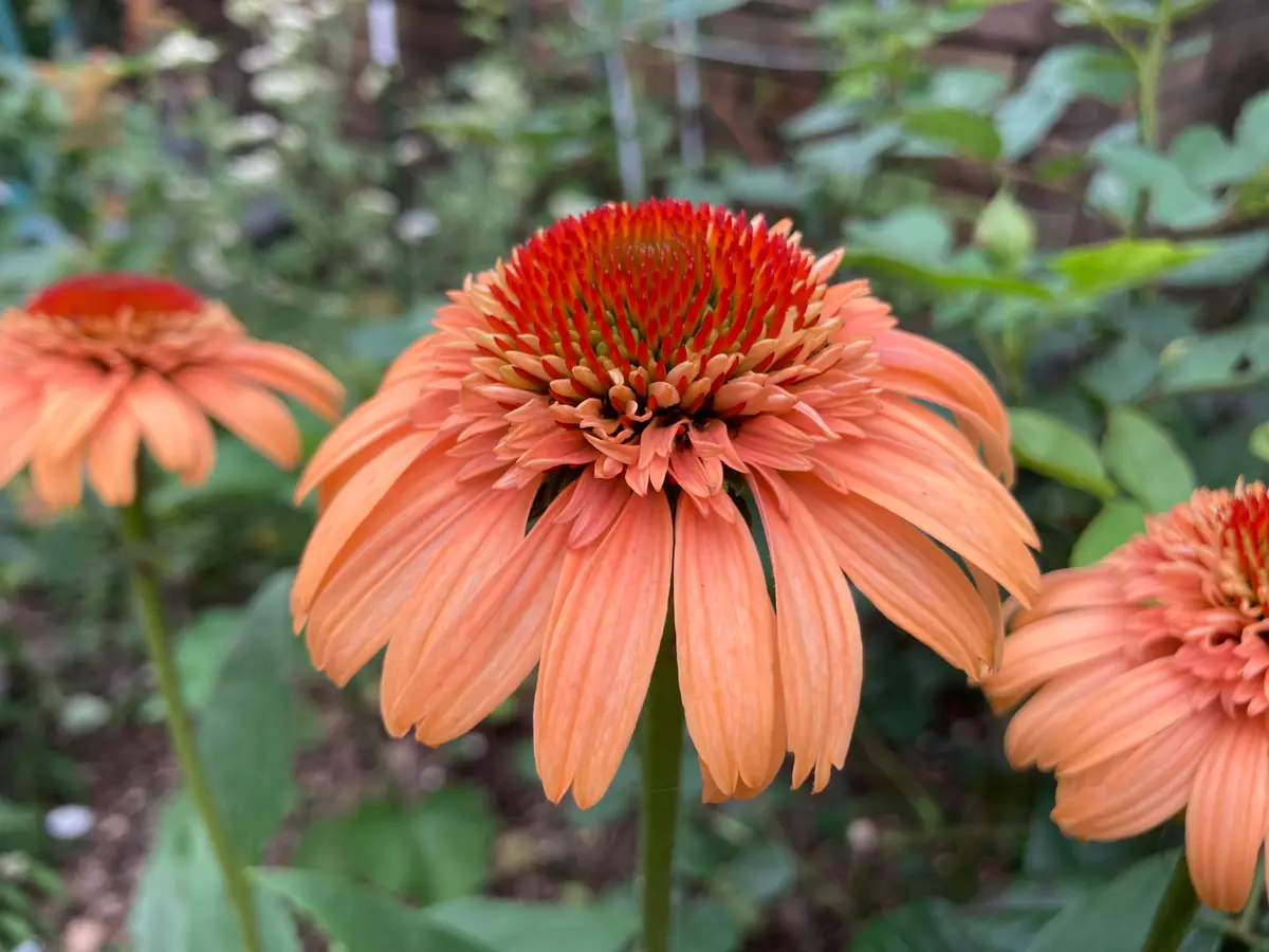 ラスト！エキナセア シュープリームカンタロープ⚠️札は付きません ラスト！エキナセア シュープリームカンタロープ⚠️札は付きません