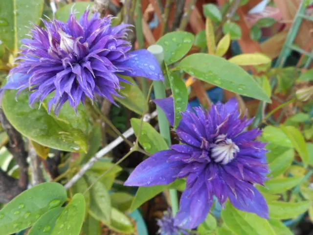 ジョンポール２　２年生　クレマチス ジョンポール22年生クレマチス