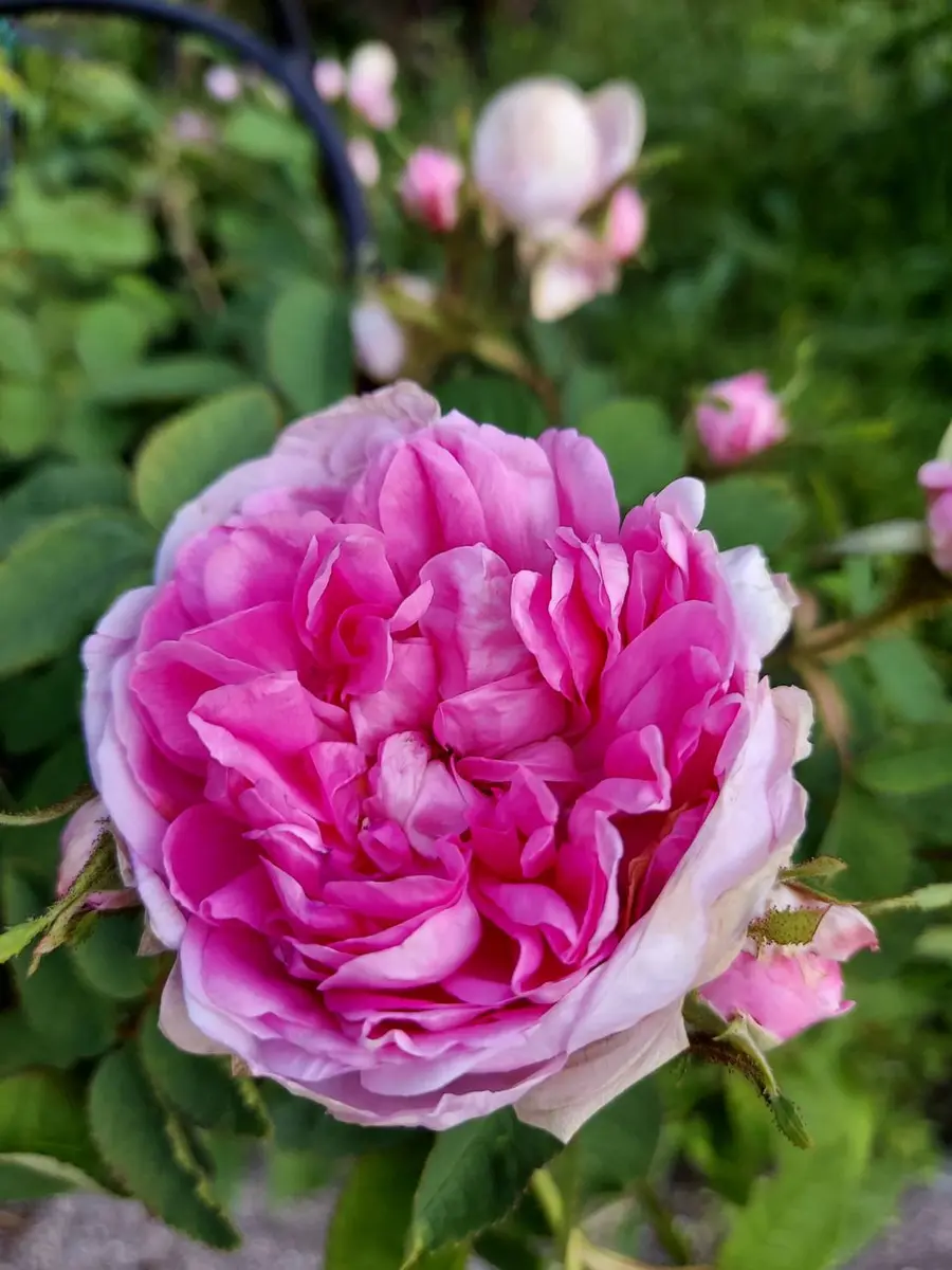 モスローズのジャンボダン「愛しのメアリーローズと薔薇たち可愛い草花
