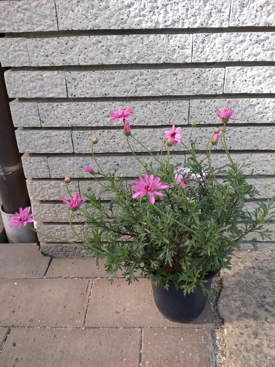 ビジューマム.ローズクォーツ昨年購入「2023 春の花」のアルバム