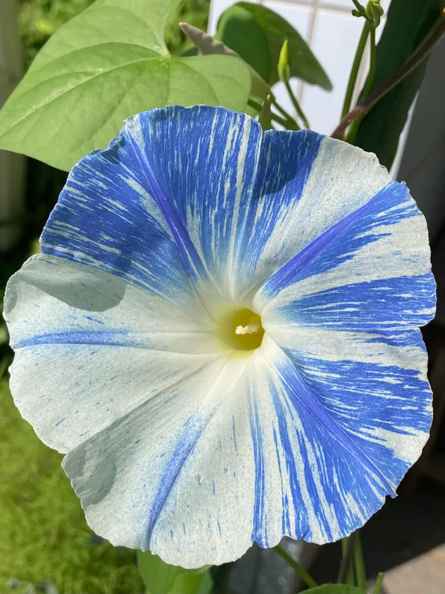 もう！かっこいいかよっ💙「ブルー系の花。白い花。」のアルバム