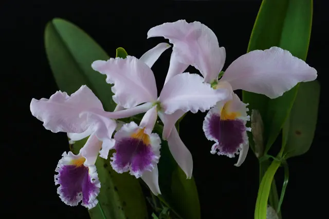 C.labiataf.coerulea'Junior'x'Se「カトレアおよび