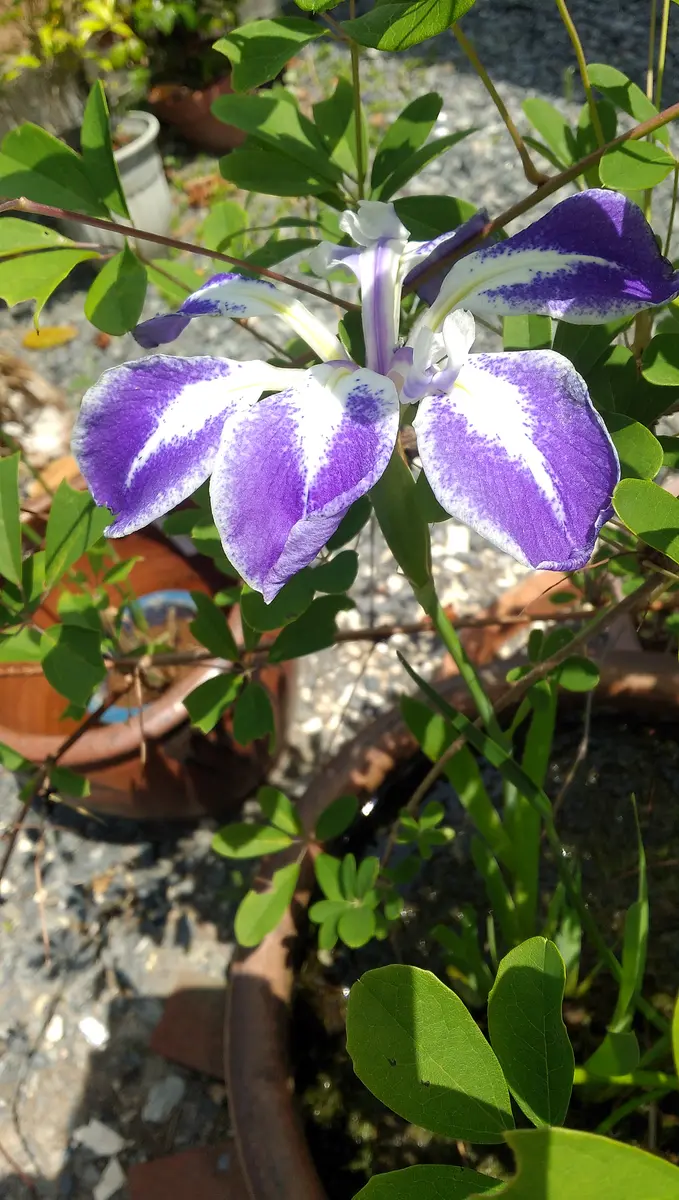 カキツバタ舞孔雀青い花弁に白い筋が「ココアの庭」のアルバム
