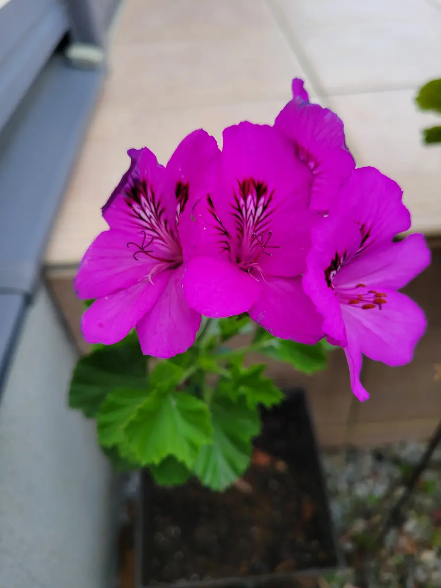 ゼラニウム　紫色マダラ　　挿し穂苗　1苗 挿し芽から咲いてくれた紫のゼラニウム。「庭の花」のアルバム