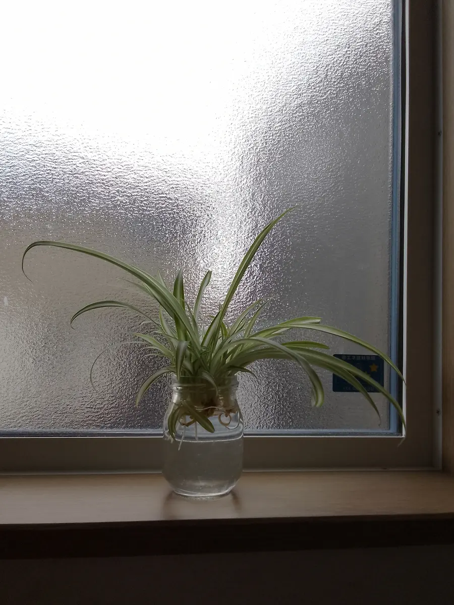 オリヅルランの水差しを、トイレの窓辺「庭の花を花瓶で✨」の