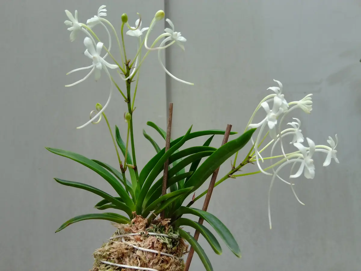 富貴蘭では有名な白牡丹という品種の実「植物あれこれ」のアルバム