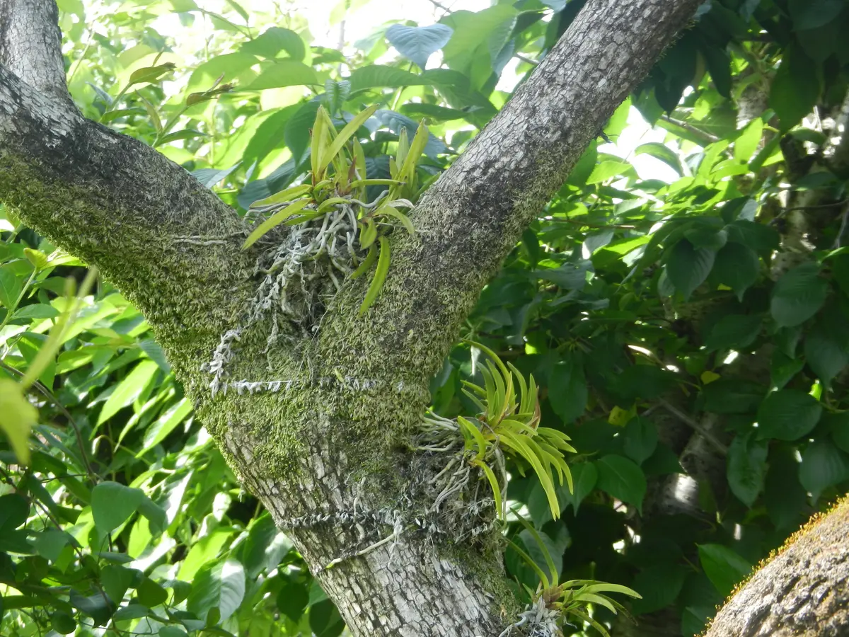 富貴蘭を庭の柿の木に着生させてみまし「植物あれこれ」のアルバム