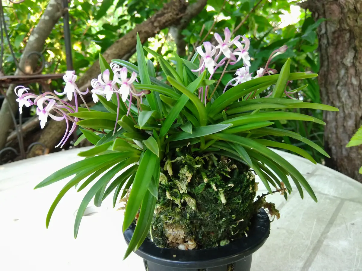 富貴蘭の豊桜です。小型で桃色のかわい「植物あれこれ」のアルバム