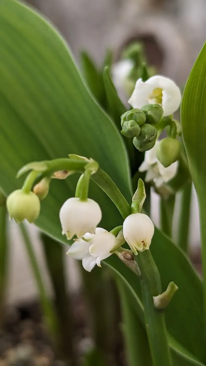 姉のすずらん🔔3鉢有り各半分ずつ庭に「ゆみんこハウスのお花達