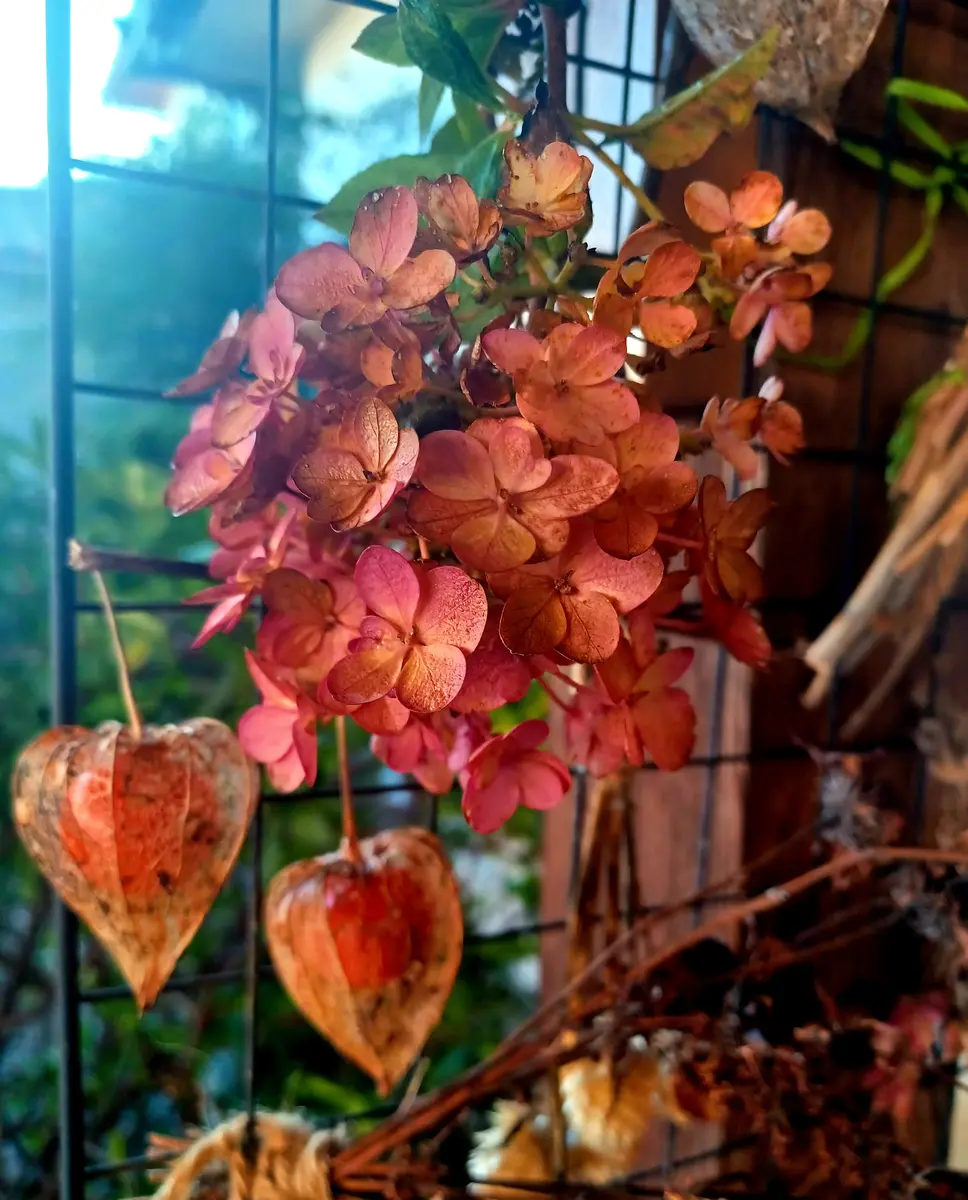 ⚠️庭の花様ご連絡ページ⚠️ 7月の庭で咲く花や花木とやっておきたい夏の庭仕事 | LOVEGREEN(ラブ