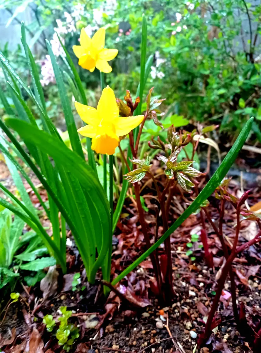 山芍薬赤 他 庭の花達 ご確認用 1280px-Paeonia_japonica_flower.JPG