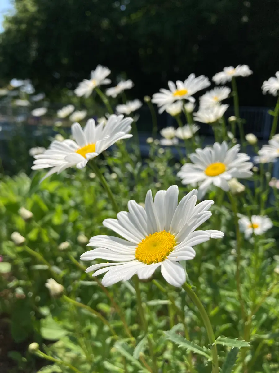 マーガレットの写真-みんなの趣味の園芸1929844