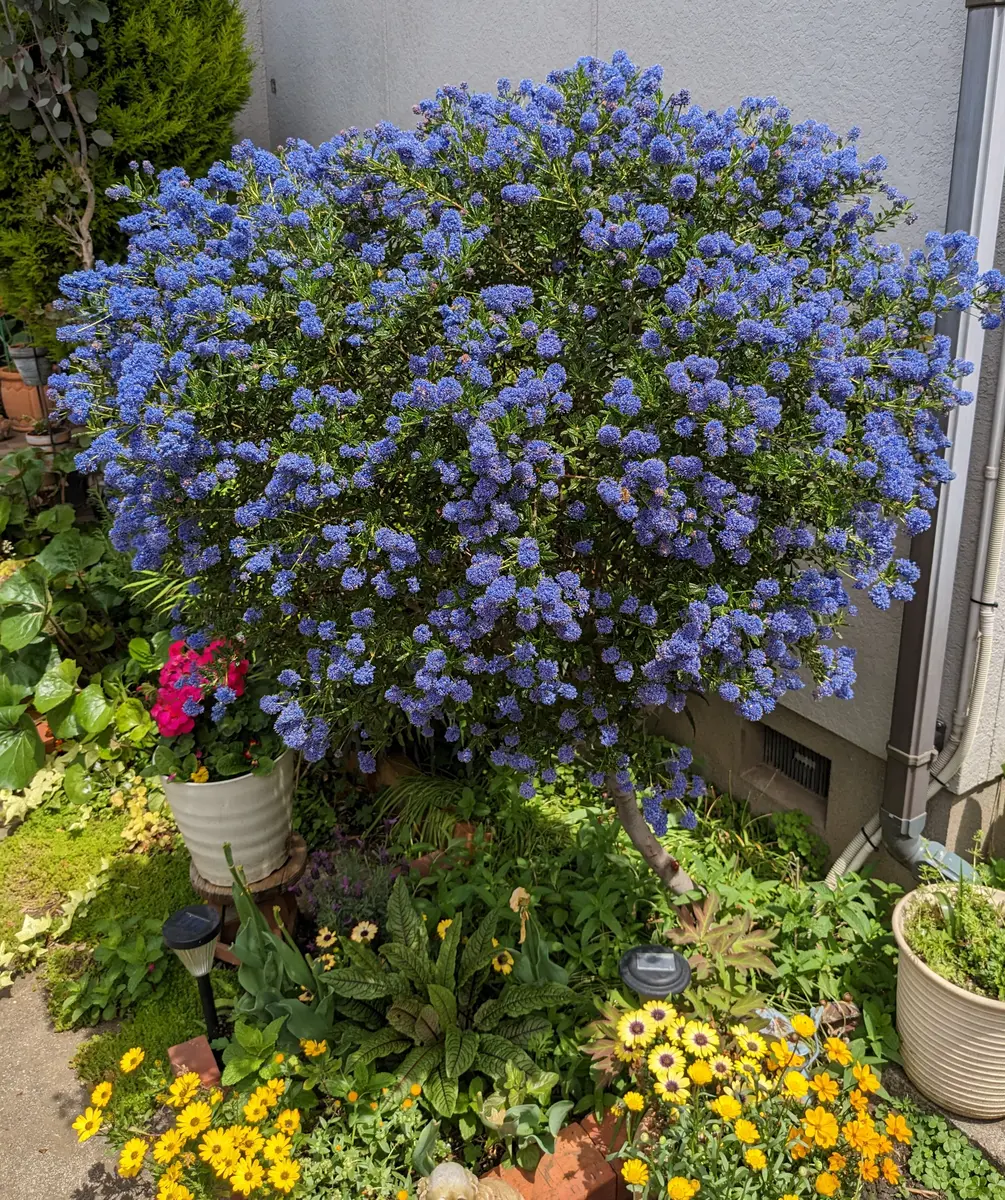 セアノサスパシフィックブルーが満開です。「庭の花」のアルバム