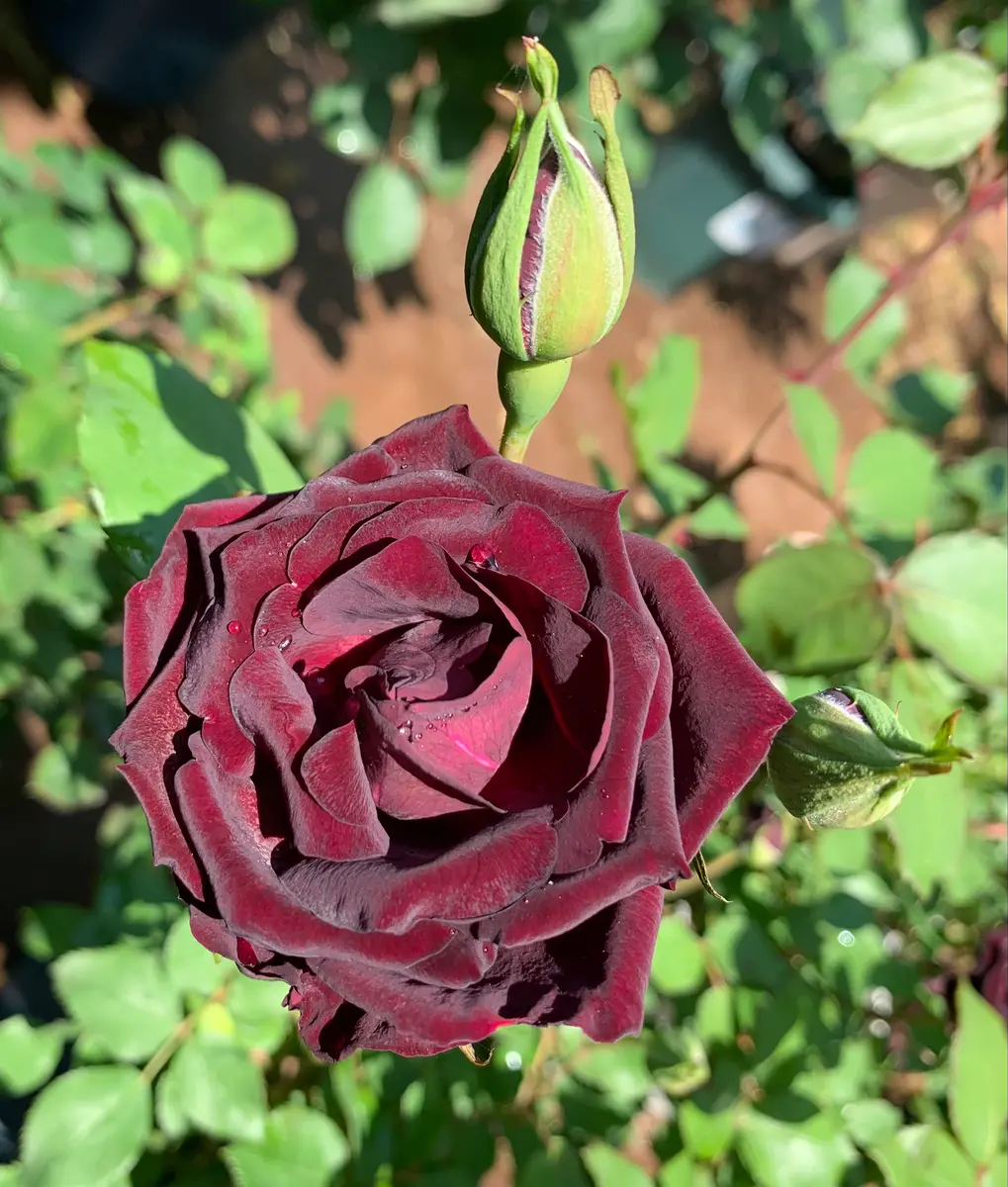 ルイ14世「令和5年の薔薇」のアルバム-みんなの趣味の園芸1927546