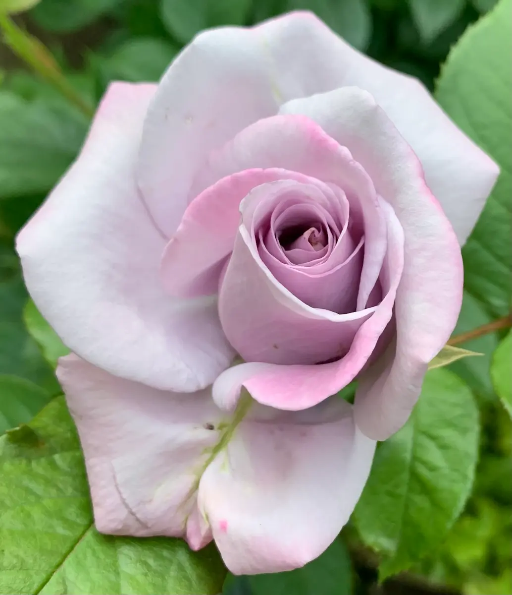 つるスターリングシルバー「令和5年の薔薇」のアルバム-みんなの趣味の