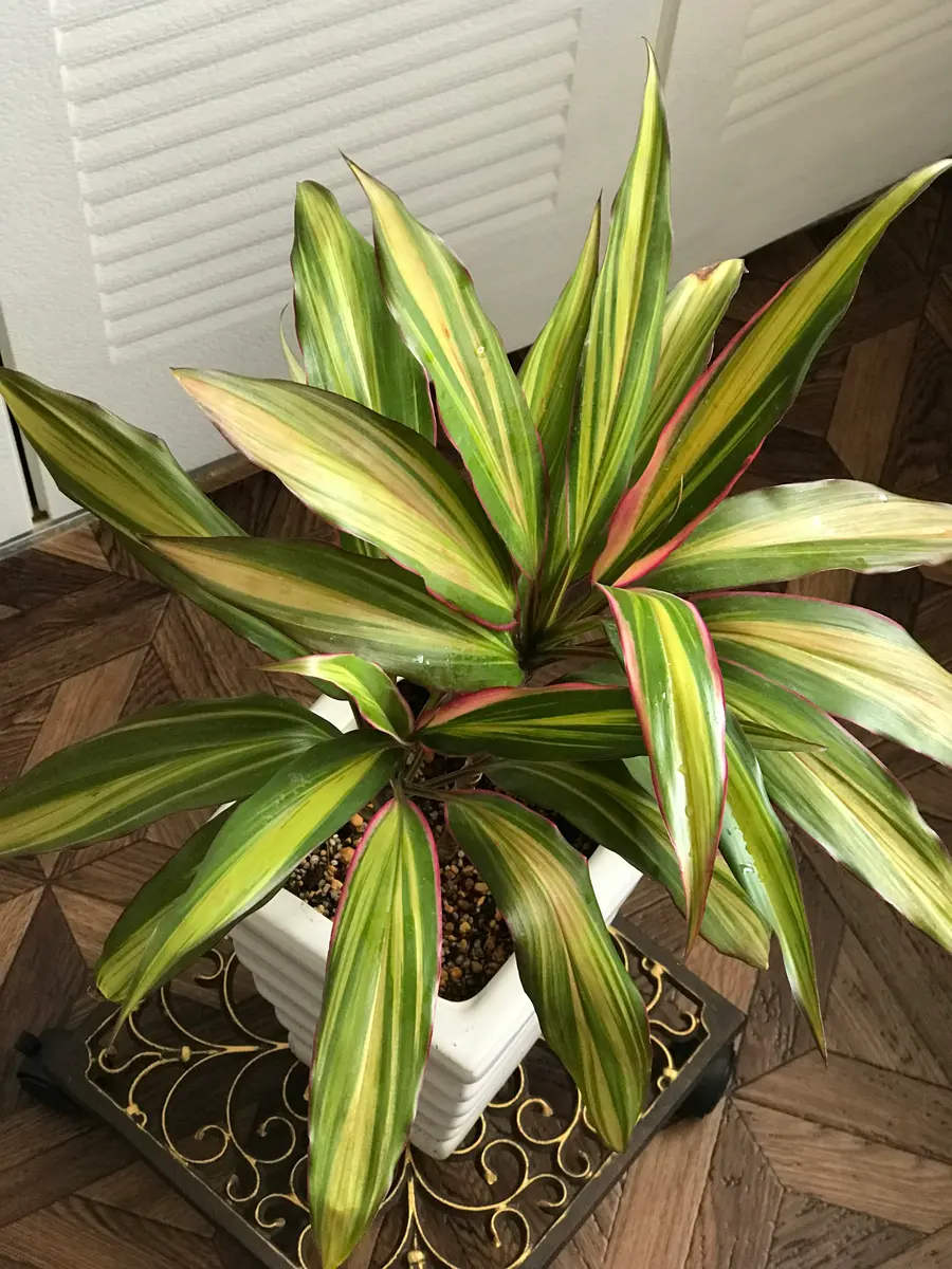 ドラセナキウイ　苗　リュウゼツラン 科　観葉植物　コルジリネ　コルディリネ ドラセナキウイ苗リュウゼツラン 科観葉植物コルジリネコルディリネ