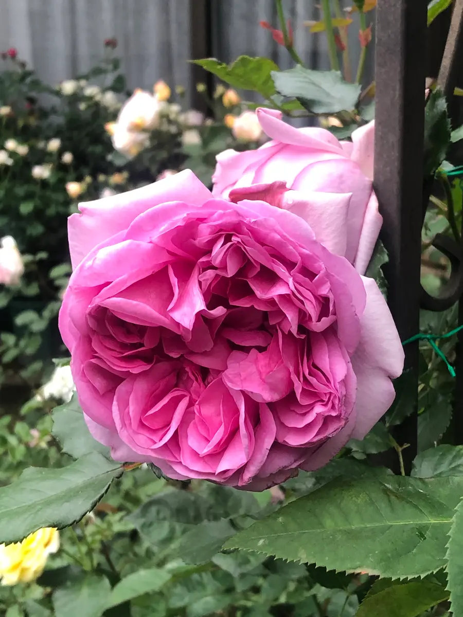 ローズポンパドール昨年は移植して今「2023年 我が家の薔薇🌹」の