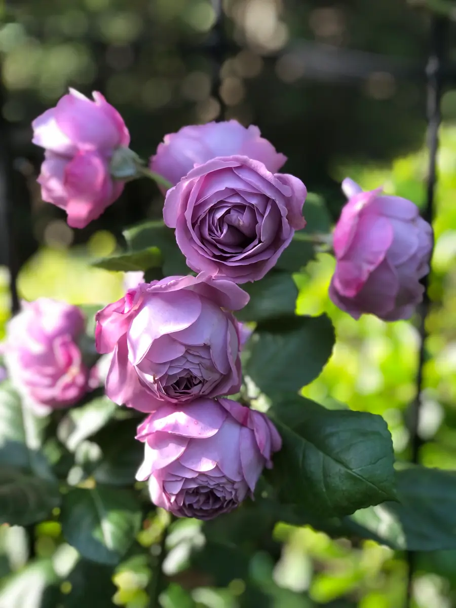 カインダブルー様　３セットおまとめ カインダブルー様 3セットおまとめ 【公式通販】