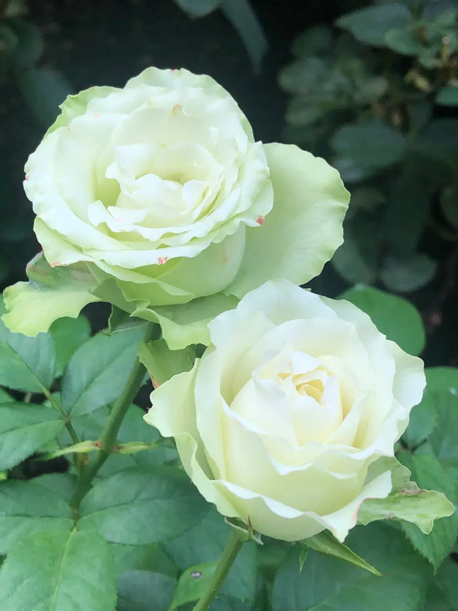 ミントティー💚「2023年 我が家の薔薇🌹」のアルバム-みんなの趣味の