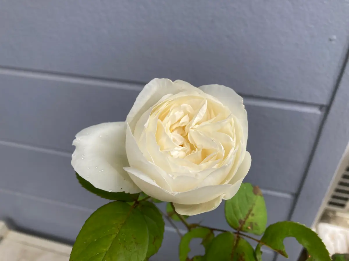 和バラ 切花品種 クロッシュドマリアージュ 接木苗