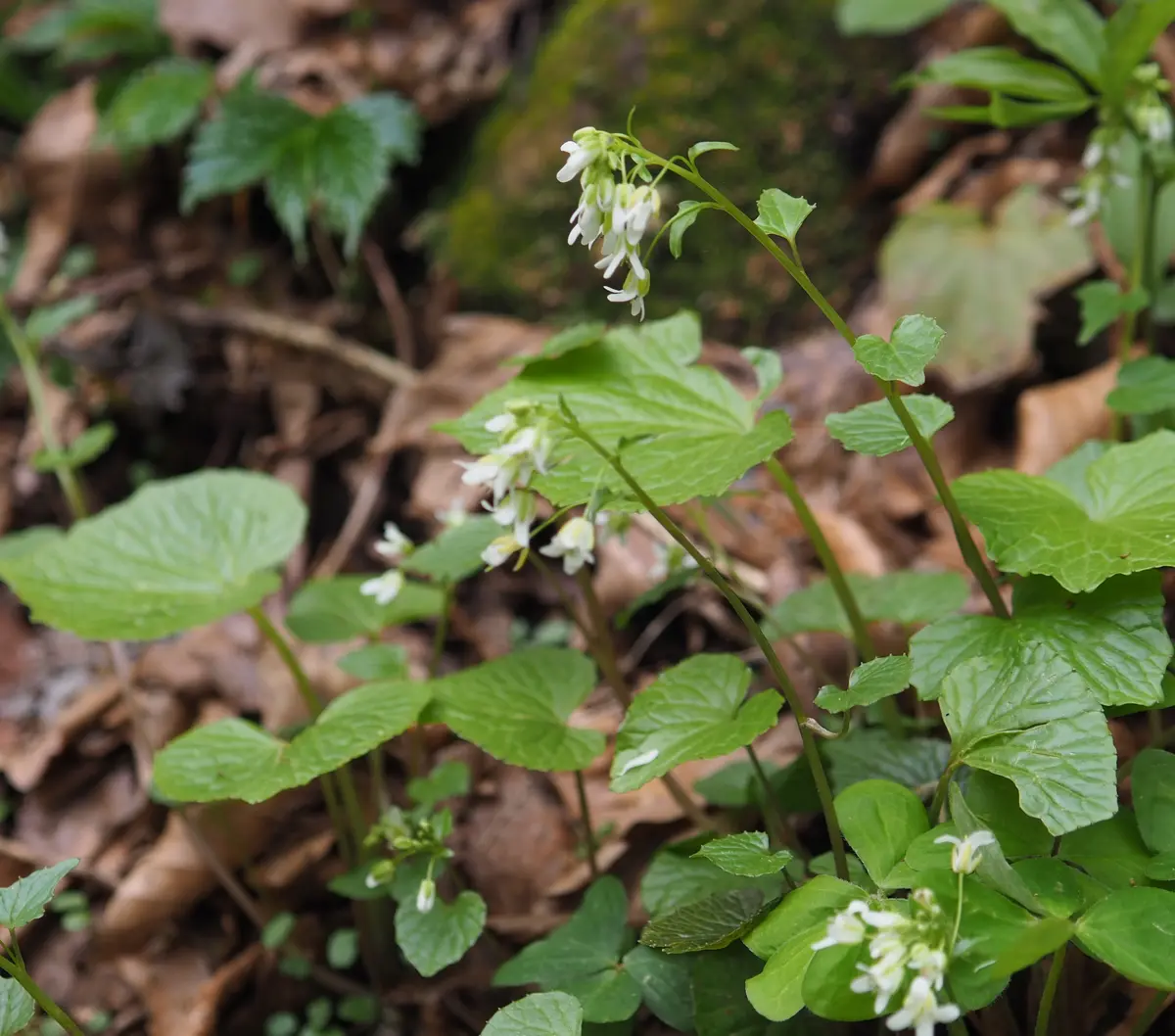 謎の白い花を横から見ると、こんな感「伯耆大山で見た花」の
