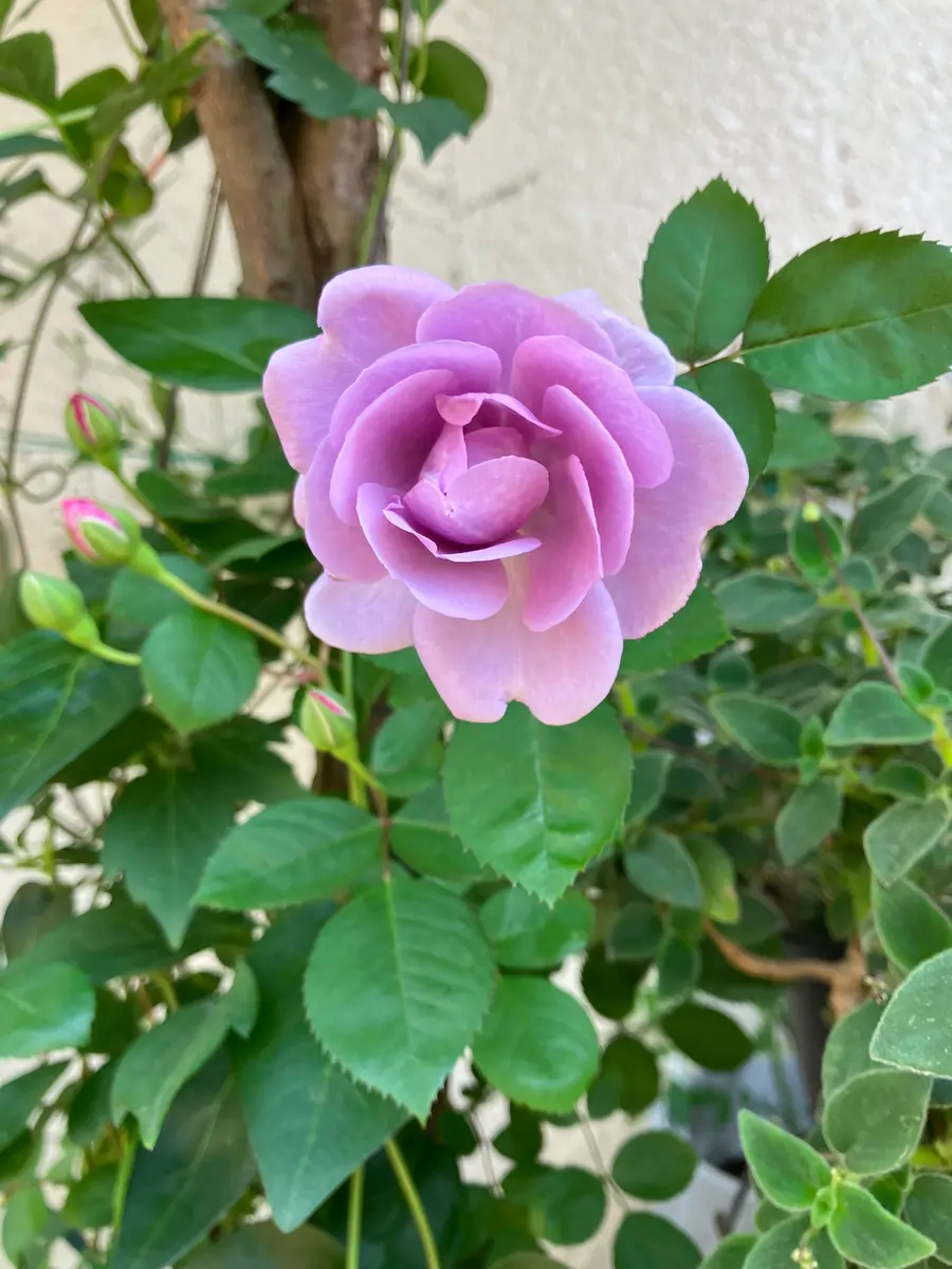 レイニーブルーつるバラ 四季咲き5年「薔薇」のアルバム-みんなの