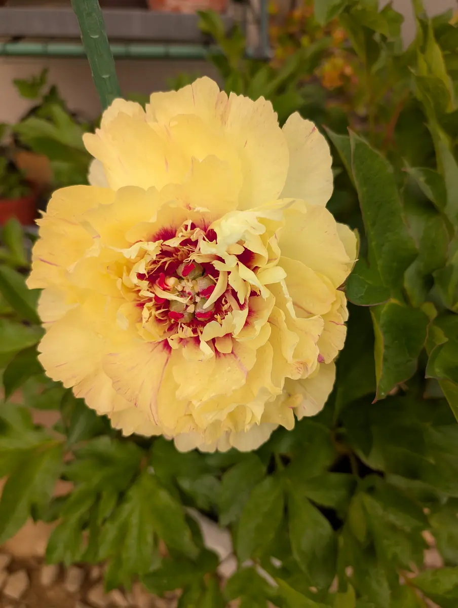 芍薬・オリエンタルゴールドの花が咲き「庭に咲く花」のアルバム
