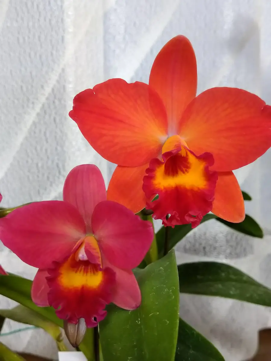 ミニカトレアラブフォート'ナツコ'「我が家のお花たち③'23春