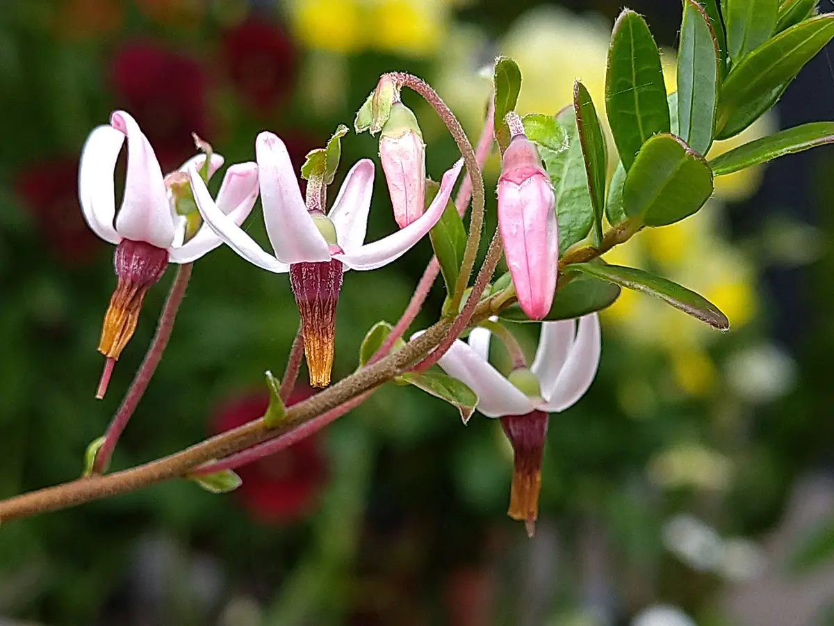 Cranberry flowers 2025