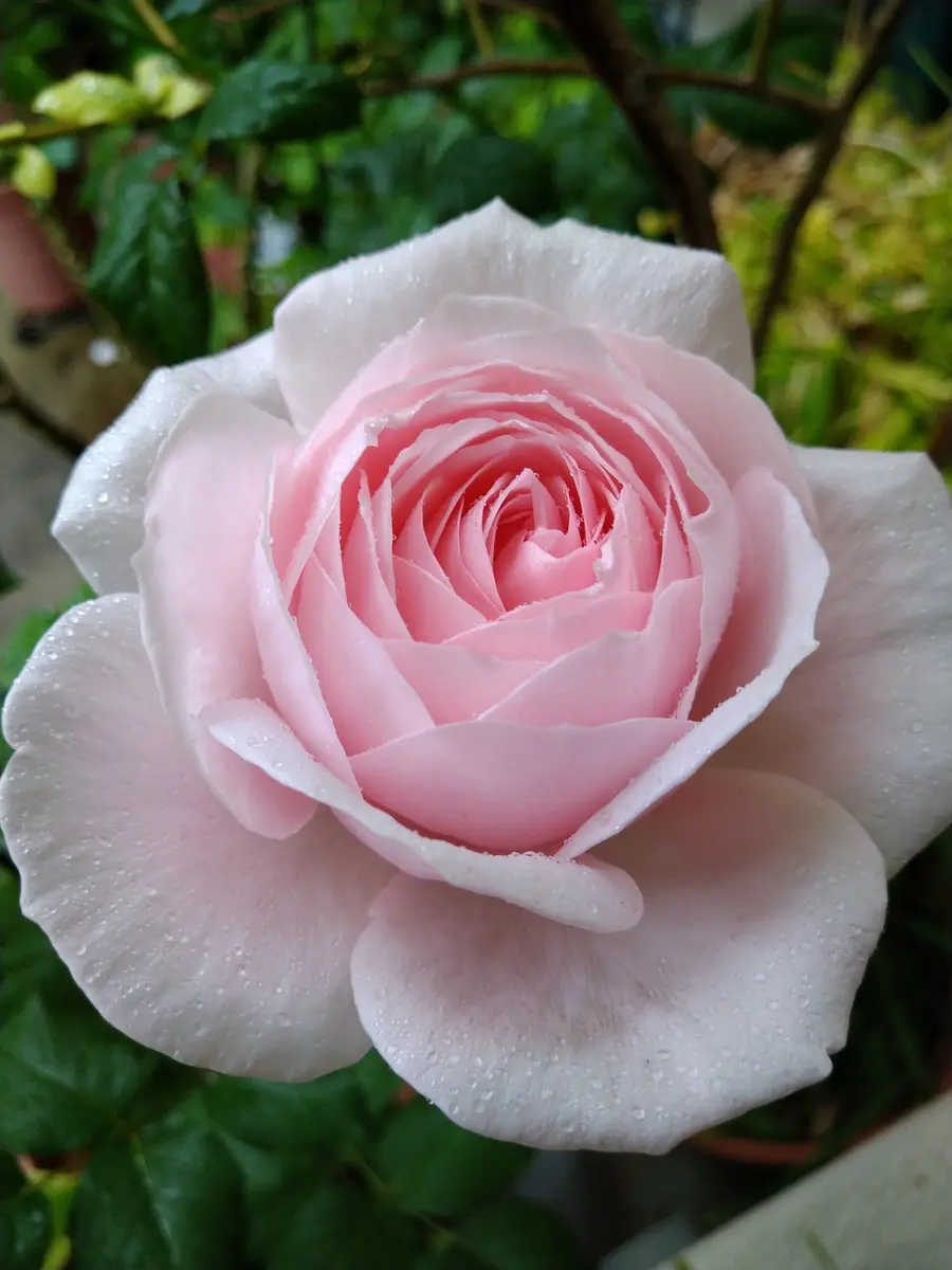 バラ🌹ナエマ雨の中で咲き始めました「我が家のお花たち③& バラ🌹ナエマ雨の中で咲き始めました「我が家のお花たち③&
