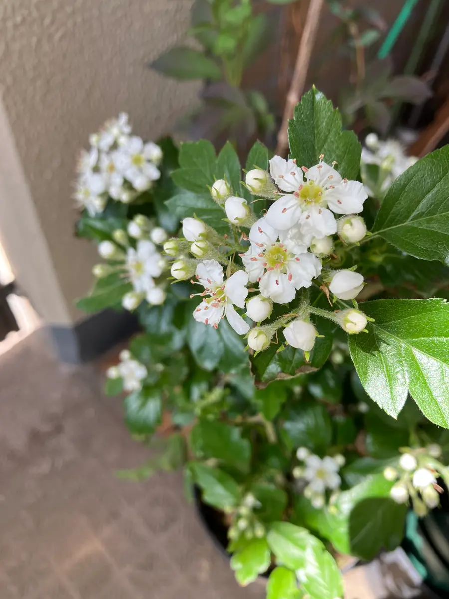 ルビーサンザシ かわいいお花がたくさん「ベランダ園芸」のアルバム