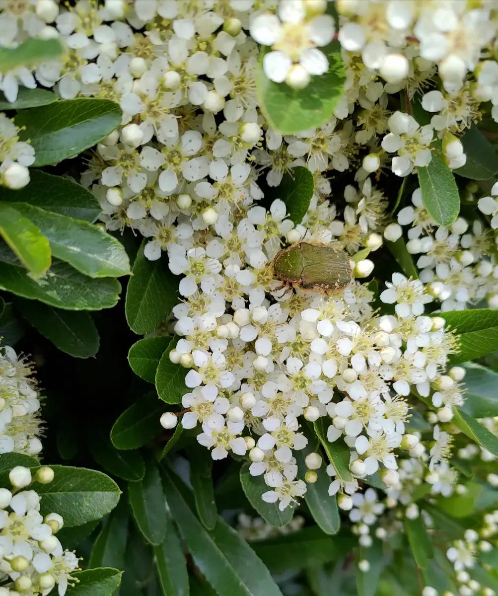 ハナムグリ＋ピラカンサ表紙の写真「虫さん?＋お花?の 