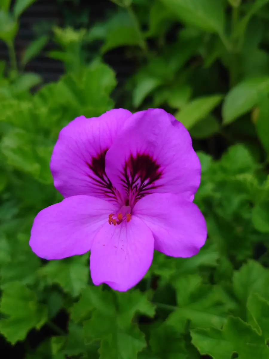 ゼラニウム花型 花色 最高です。💯「お気に入りの花たち。」のアルバム