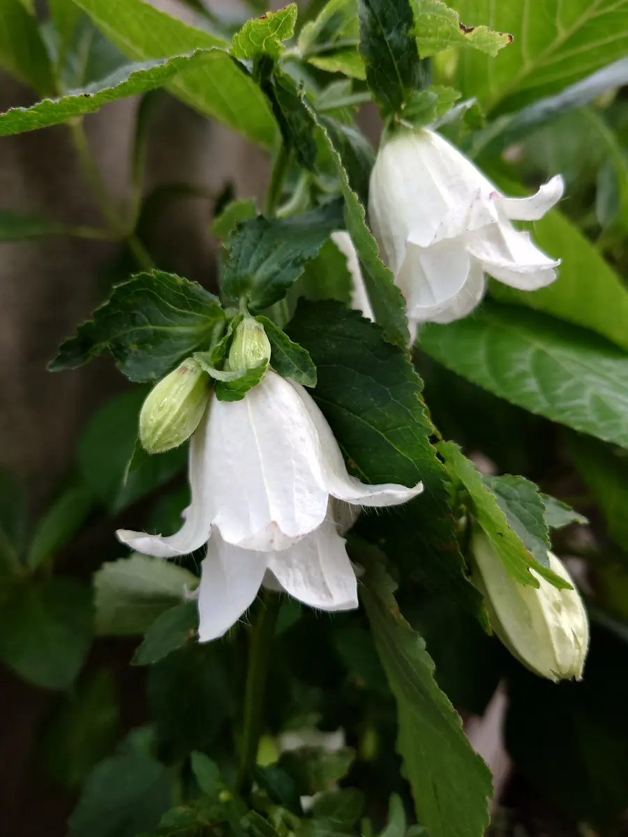 ホタルブクロ八重咲きです。😊「お気に入りの花たち。」のアルバム