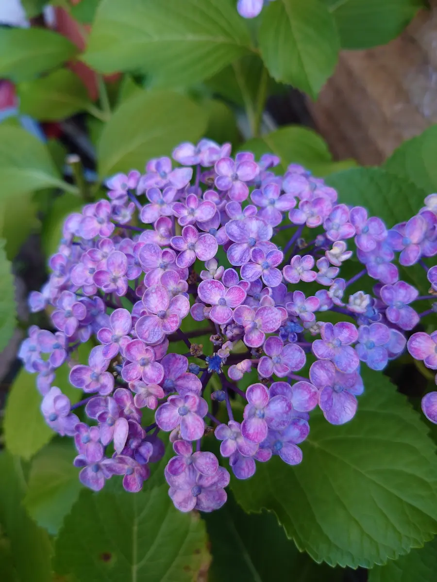 紫陽花可愛いのが咲いてきました。😄「お気に入りの花たち。」の