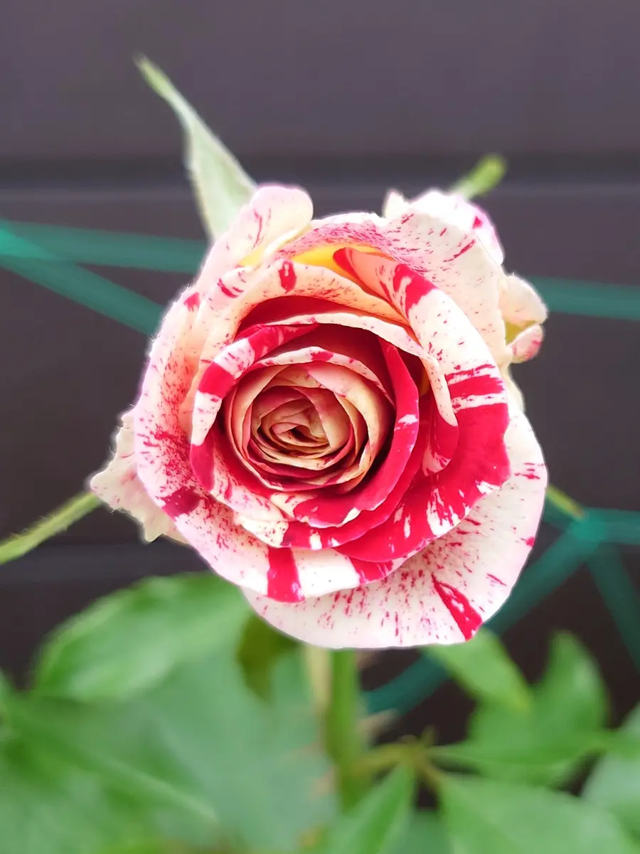 薔薇🌹花色が変わるバラです。😊「お気に入りの花たち。」のアルバム
