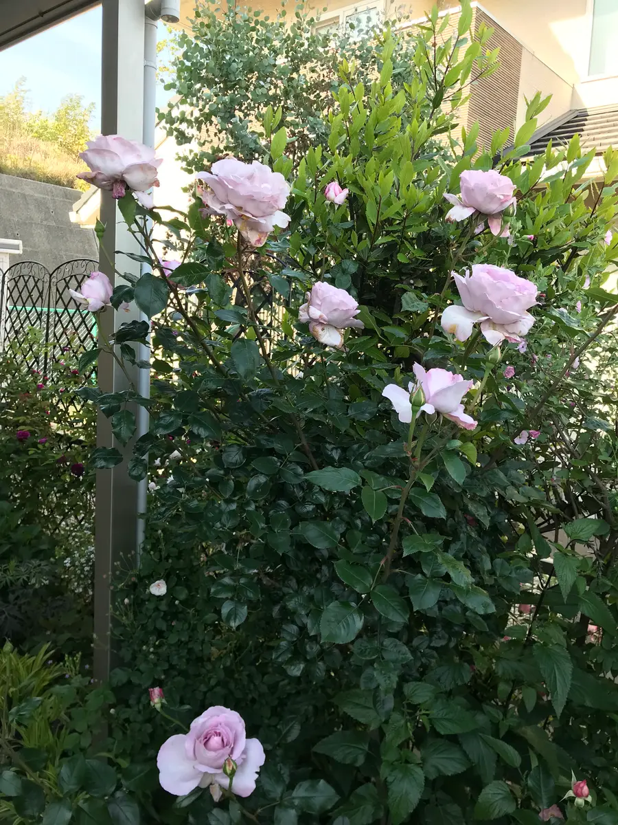 ローズシナクティフ 5/12ローズシナクティフ「バラの記録 2023」の