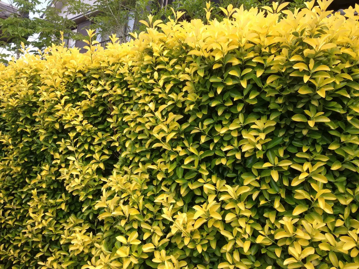 マサキの写真-みんなの趣味の園芸98355