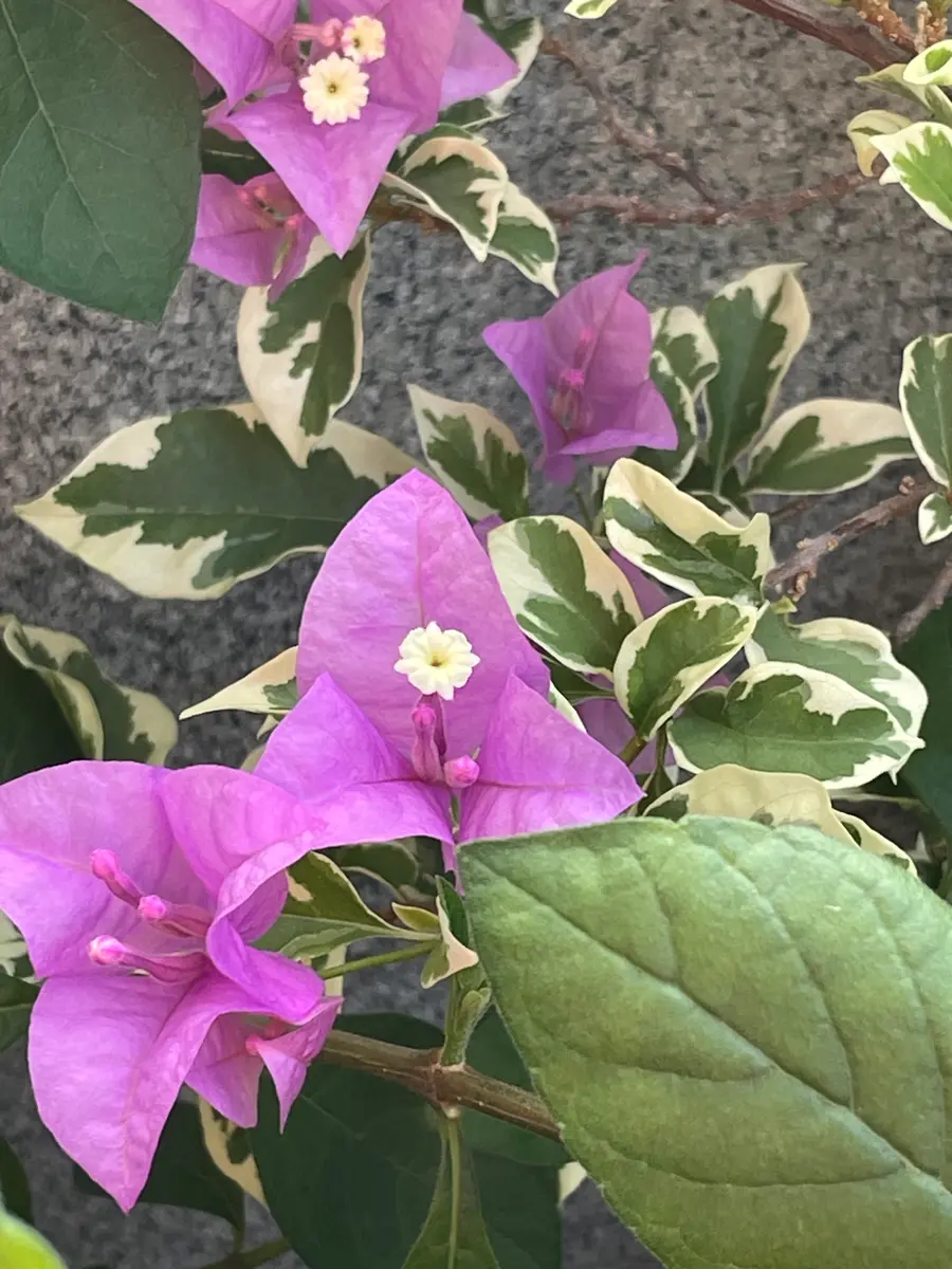 ブーゲンビリア ピンク花 斑入り葉