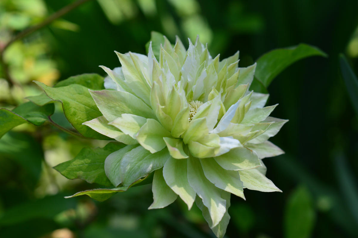 クレマチス八重つる性植物の女王「5月に見られる花、植物」のアルバム