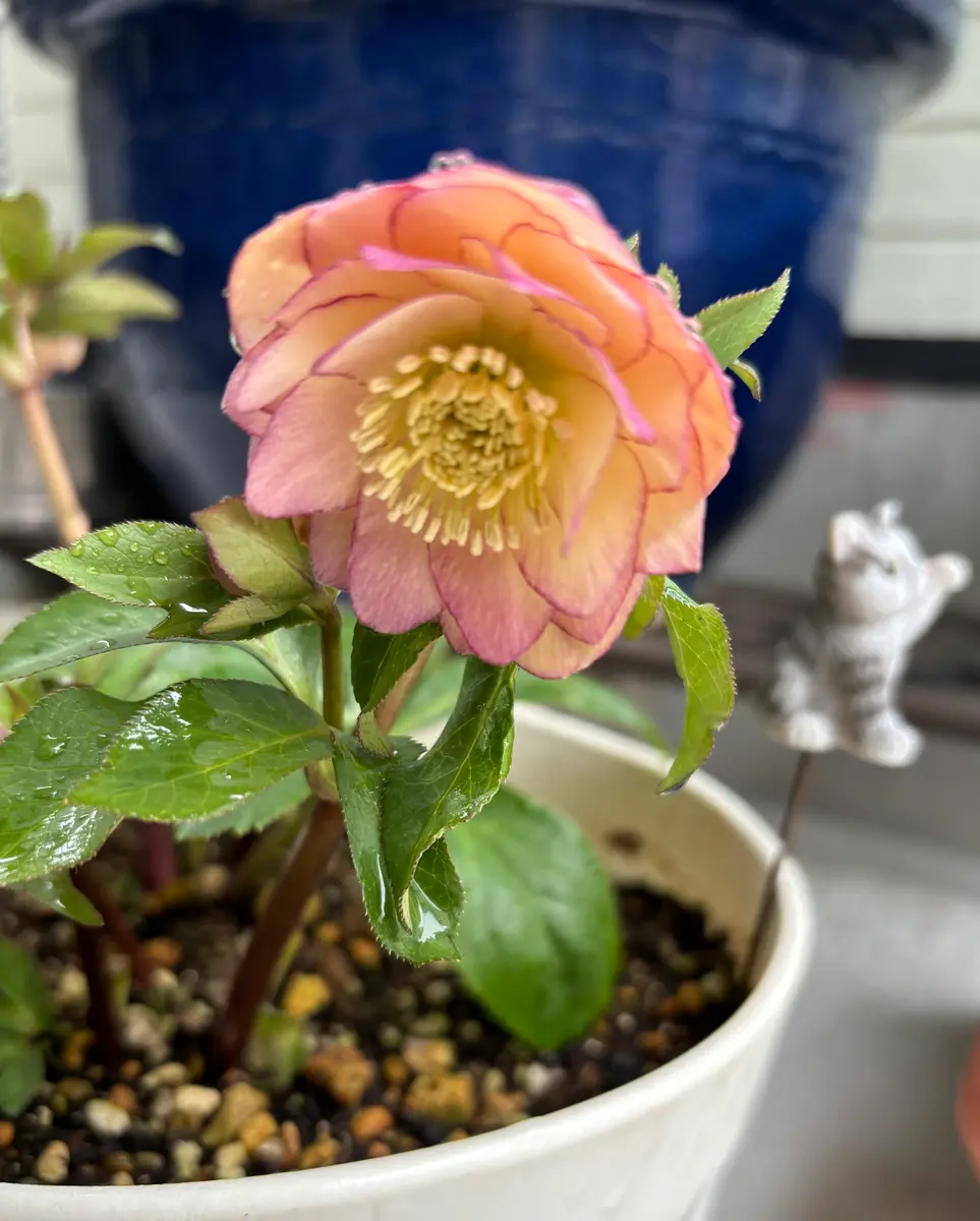 クリスマスローズ ダブル アプリコット「お気に召すまま」のアルバム