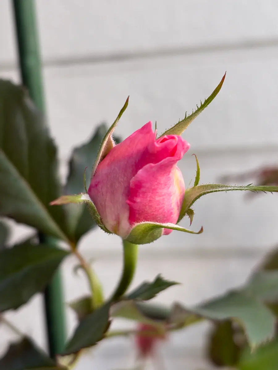バラ🌹のつぼみが1つ。「お気に召すまま」のアルバム-みんなの趣味の