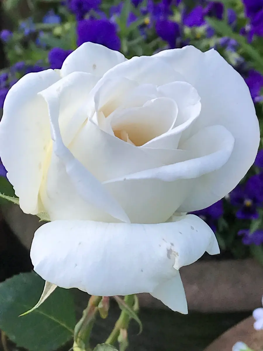 ホワイトクリスマス真っ白なはずなのに「取り敢えず薔薇」の