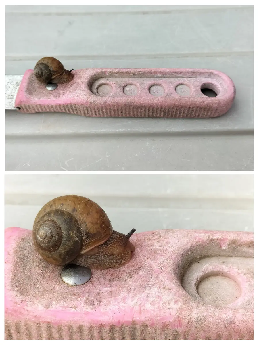 📷 カタツムリ（寄生虫がいる恐れがあ「我が家の庭の虫」のアルバム