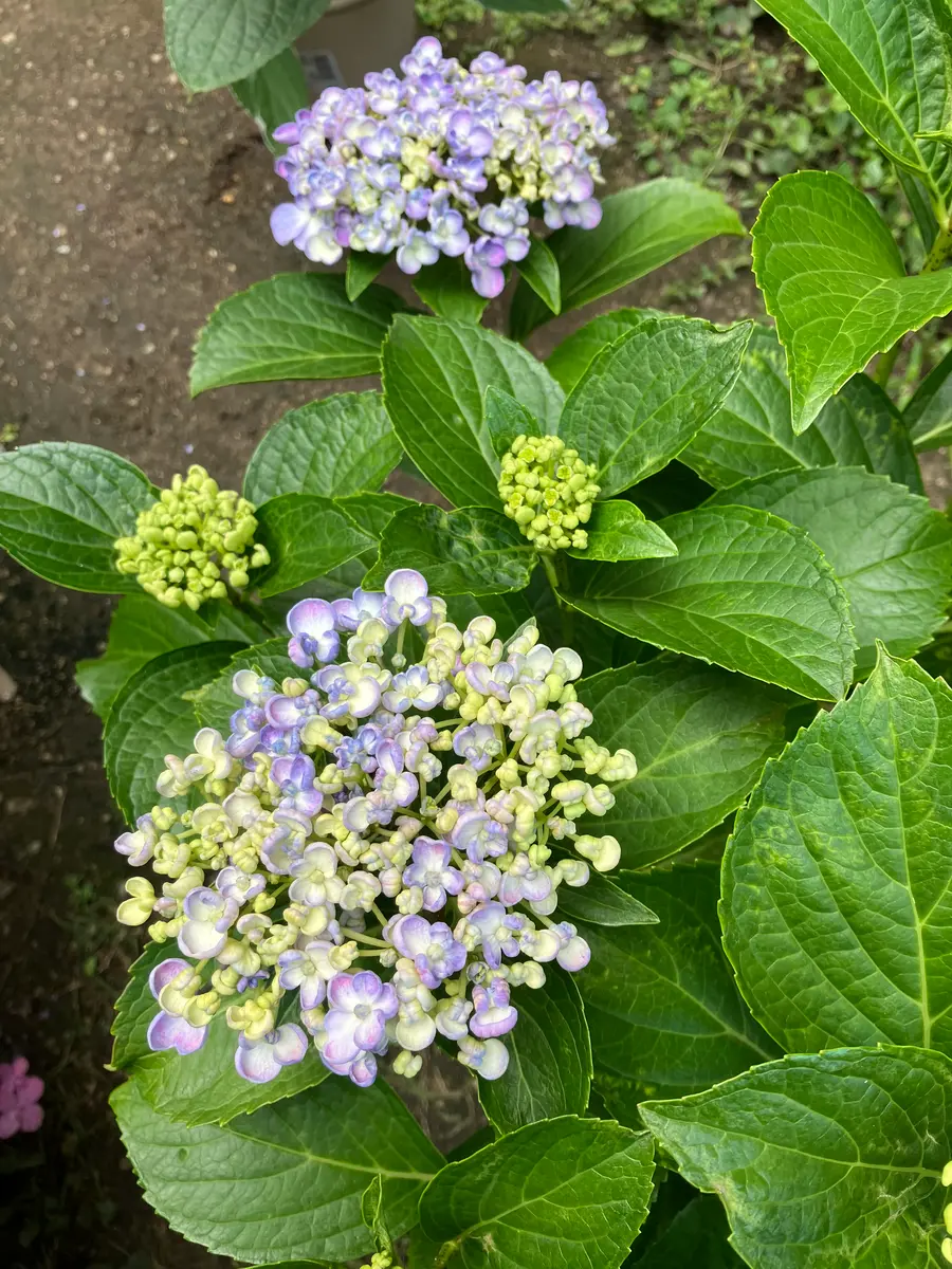 紫陽花 苗木 ② 【公式通販】